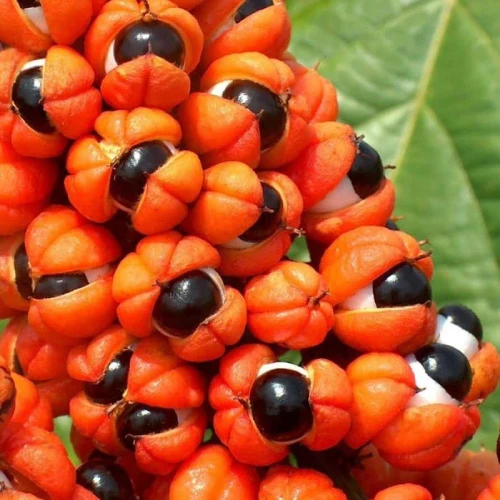 Guaraná